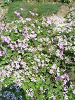 Erodium Pelargoniflorum (fam. Geraniacees) (Asie occ. et centrale) (01) (Photo F. Mrugala)